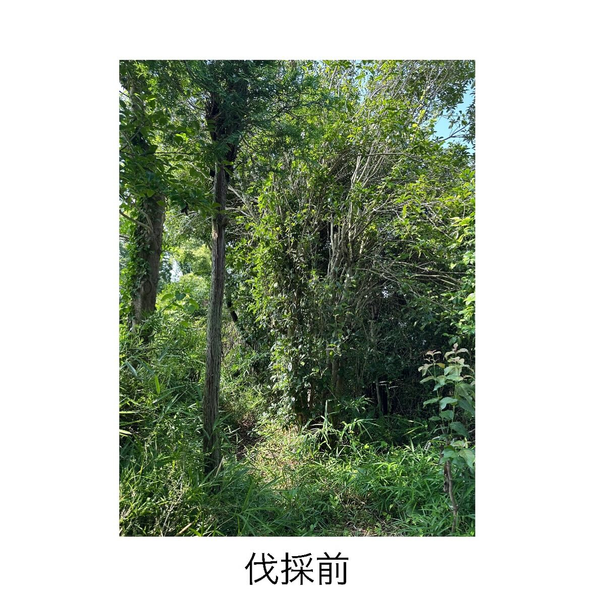 【常滑市発(^^)/】伐採ありがとうございました。