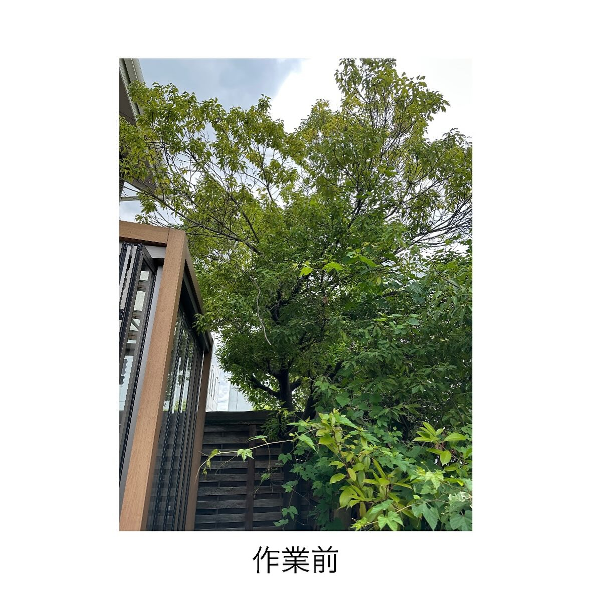 【お庭スッキリ(^^)/】10年越しの剪定作業！