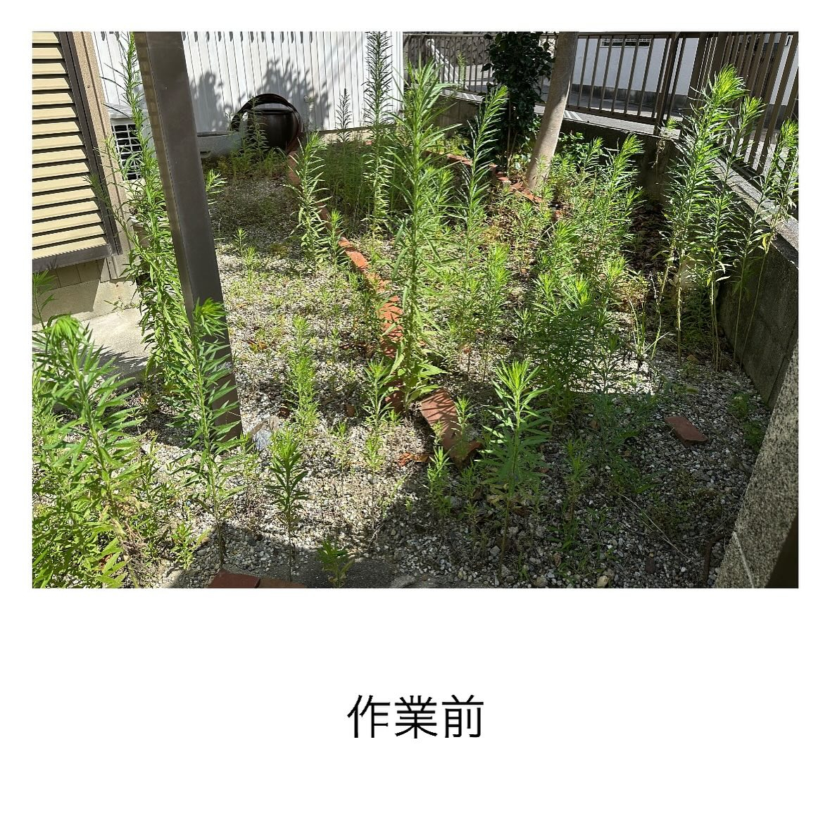 【大人気プラン！】お庭を丸ごと綺麗サッパリ(^^)/