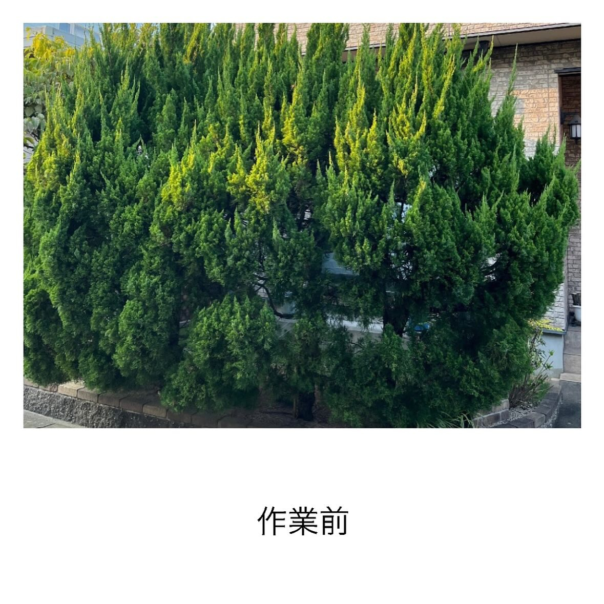 【カイズカイブキ】バッサリしてください！(^^)/