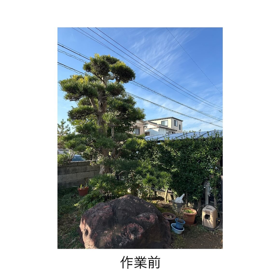 【あま市発】松・マキ・カシ・山茶花・モチの剪定