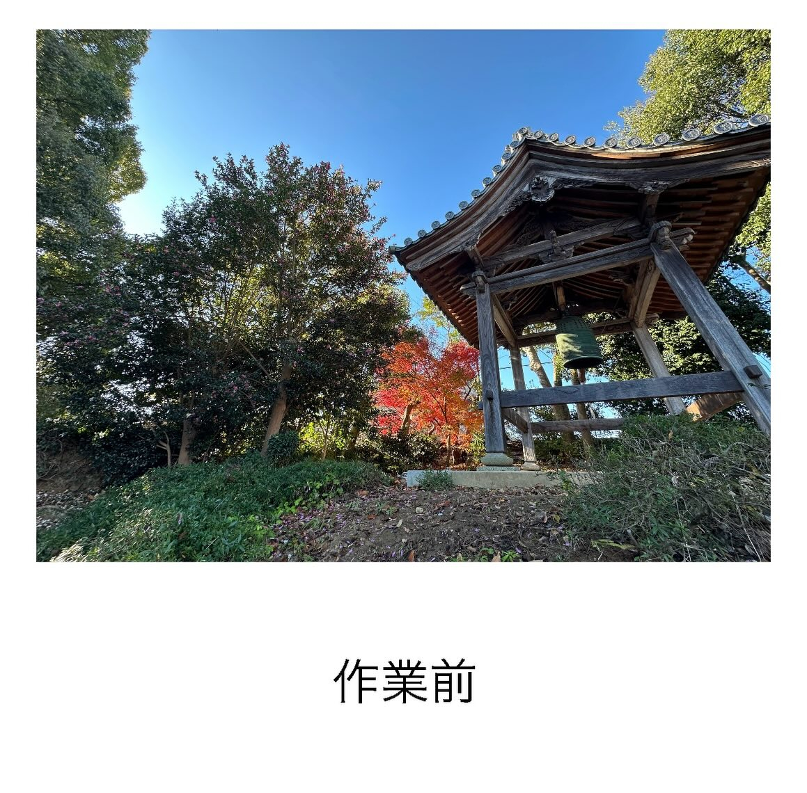 常滑市／光泉寺様】歴史あるお寺の剪定をさせて頂きました
