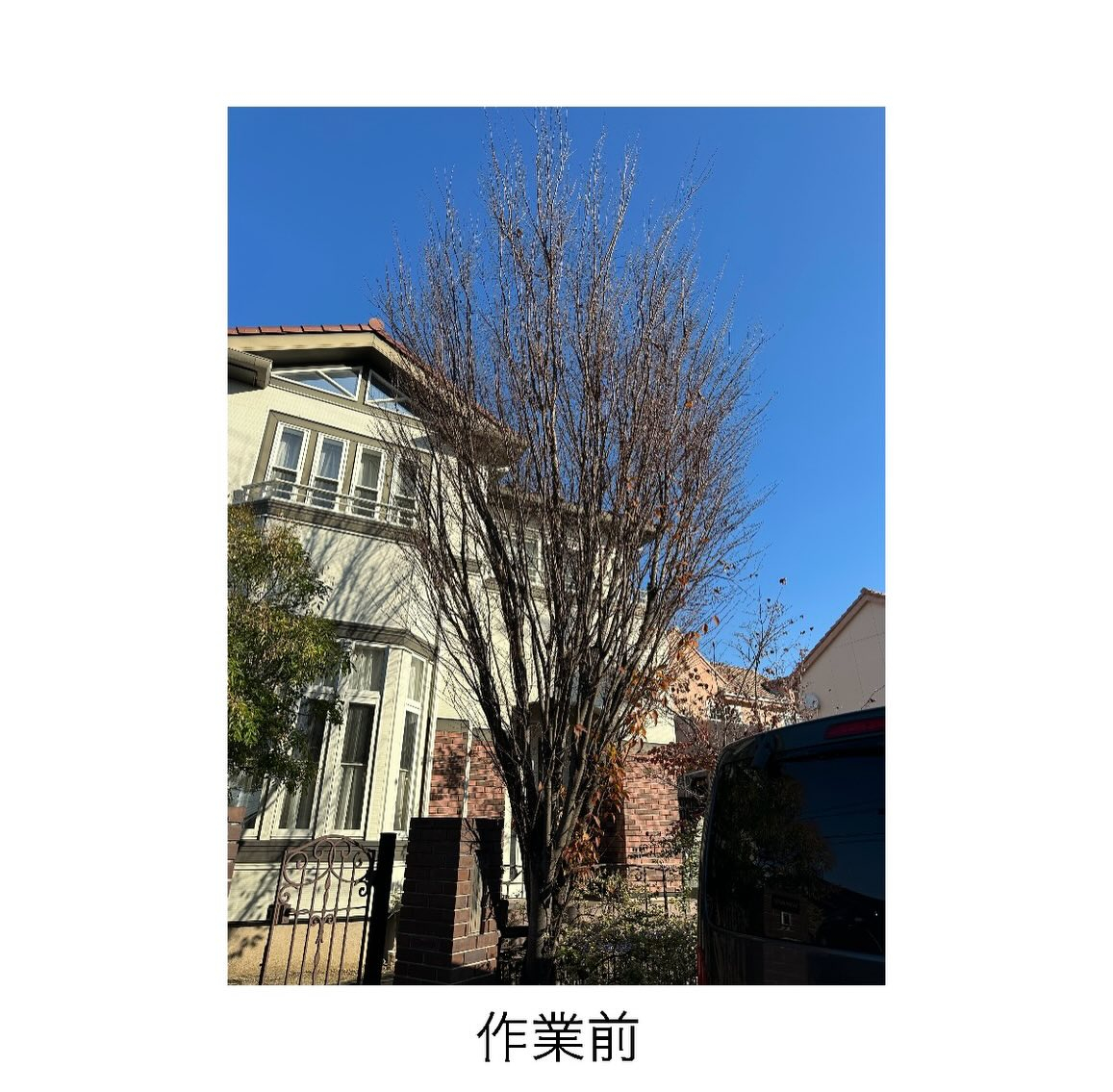 【半田市発】綺麗なケヤキの木の剪定他