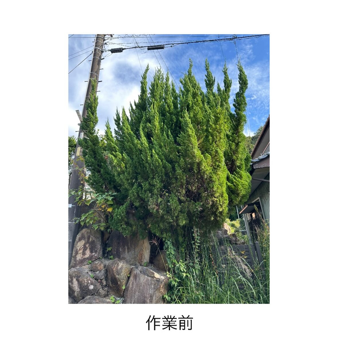 【西尾市発(^^)/】お庭を綺麗に伐採してください！