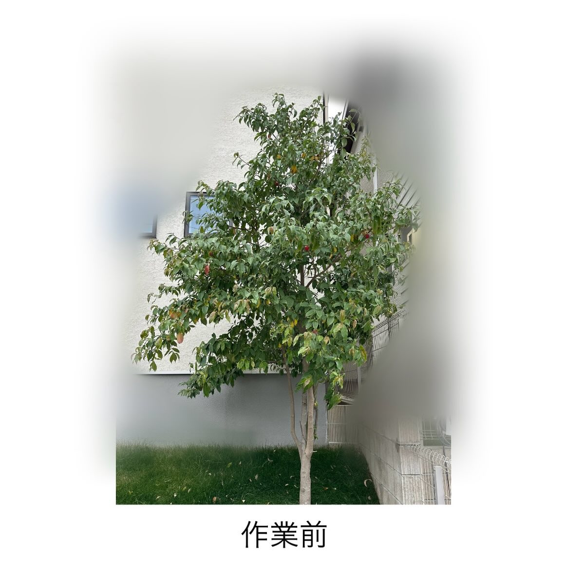 【元気のいいヤマボウシ】常緑のヤマボウシの剪定をさせて頂きました(^^)/