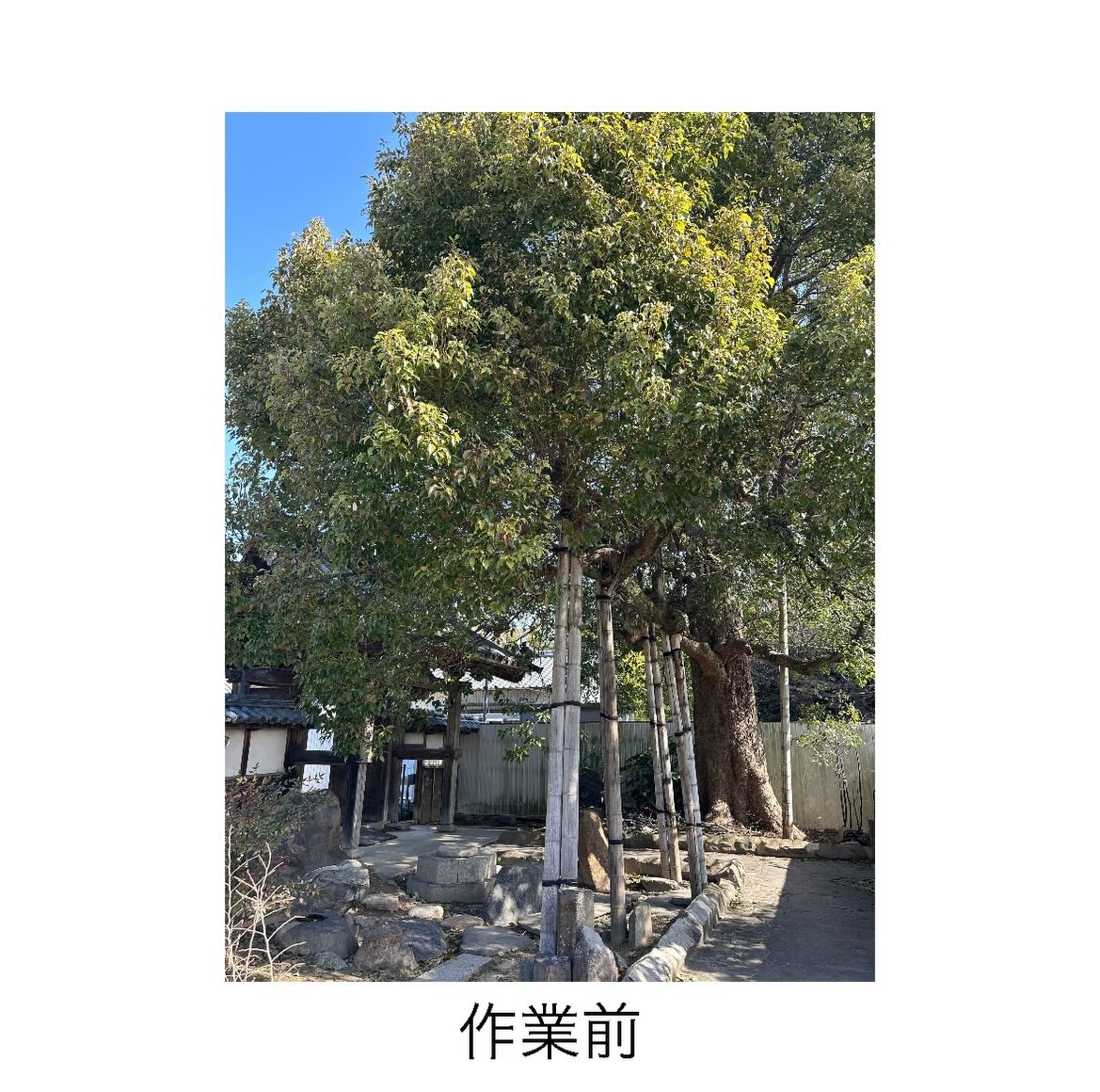 【常滑市 光泉寺様】支障木の剪定と添え木の撤去