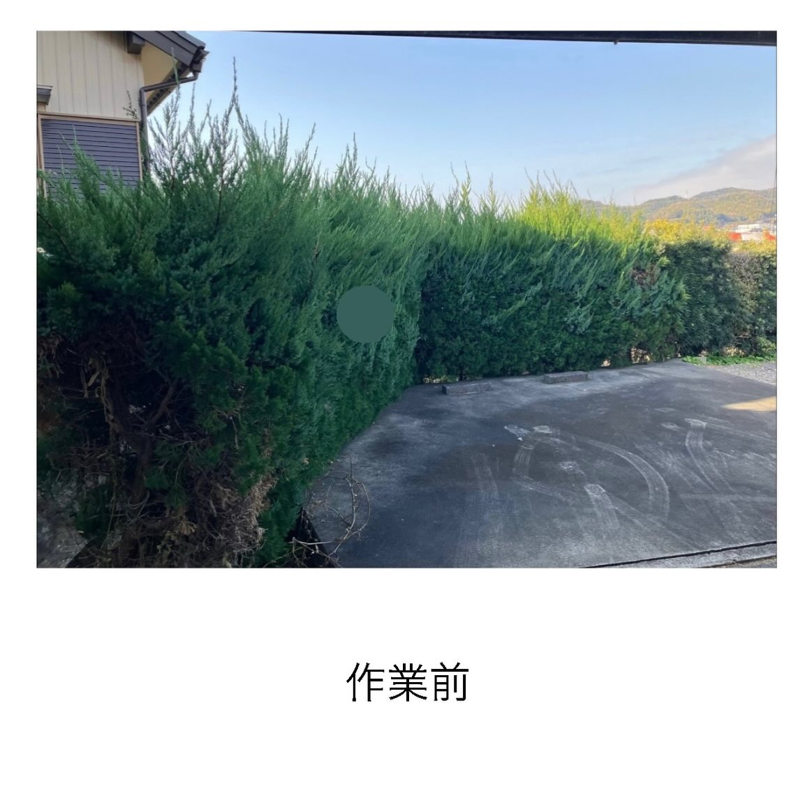 【生垣の剪定】カイズカイブキとマキ